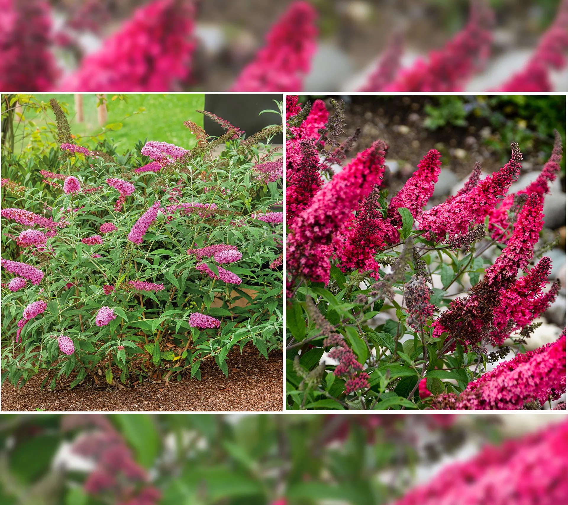 Phillip Watson Designs 3in1 1pc Old Glory Dwarf Butterfly Bush Live