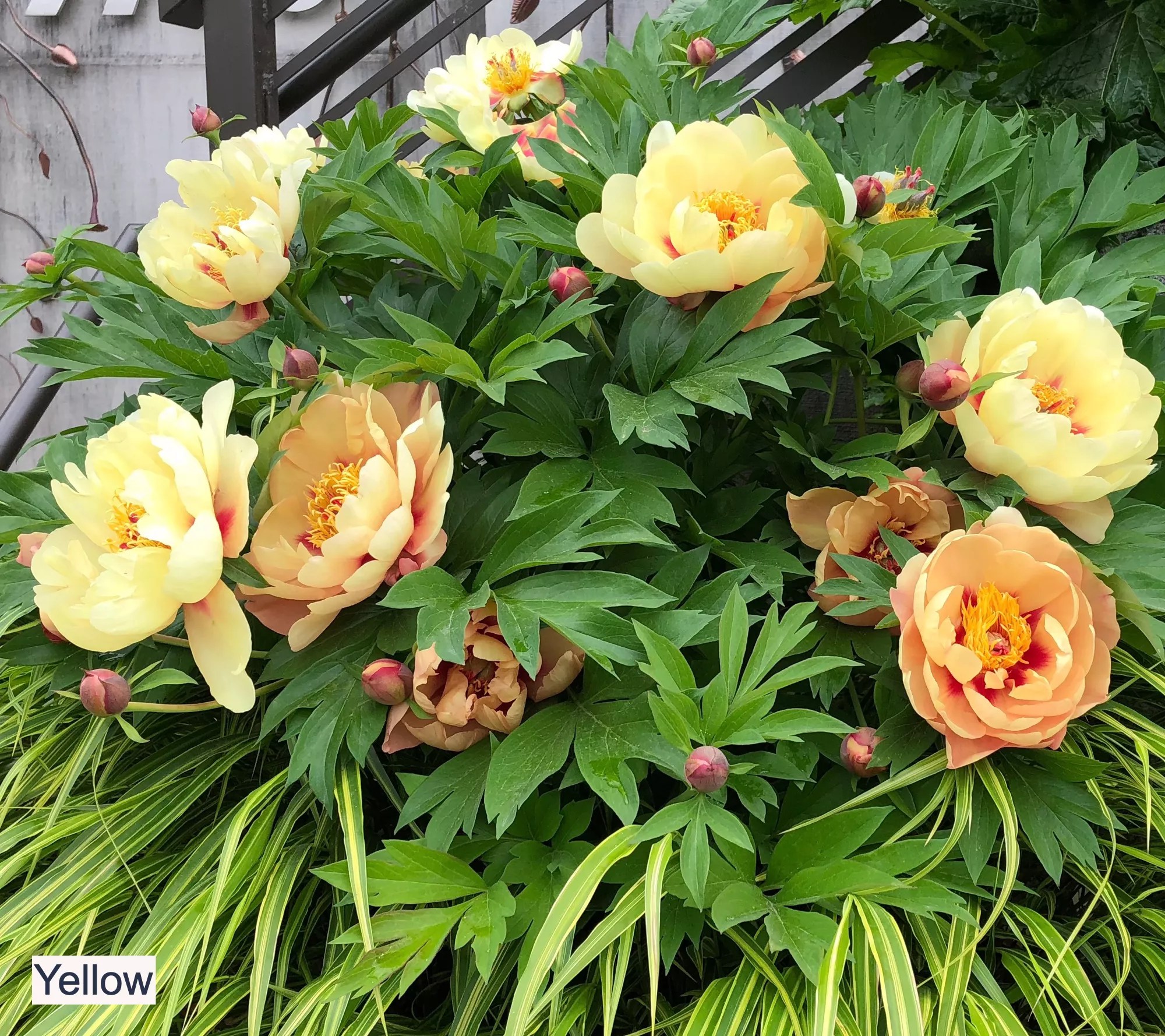Roberta's 1Piece Itoh Hybrid Peony Live Plant