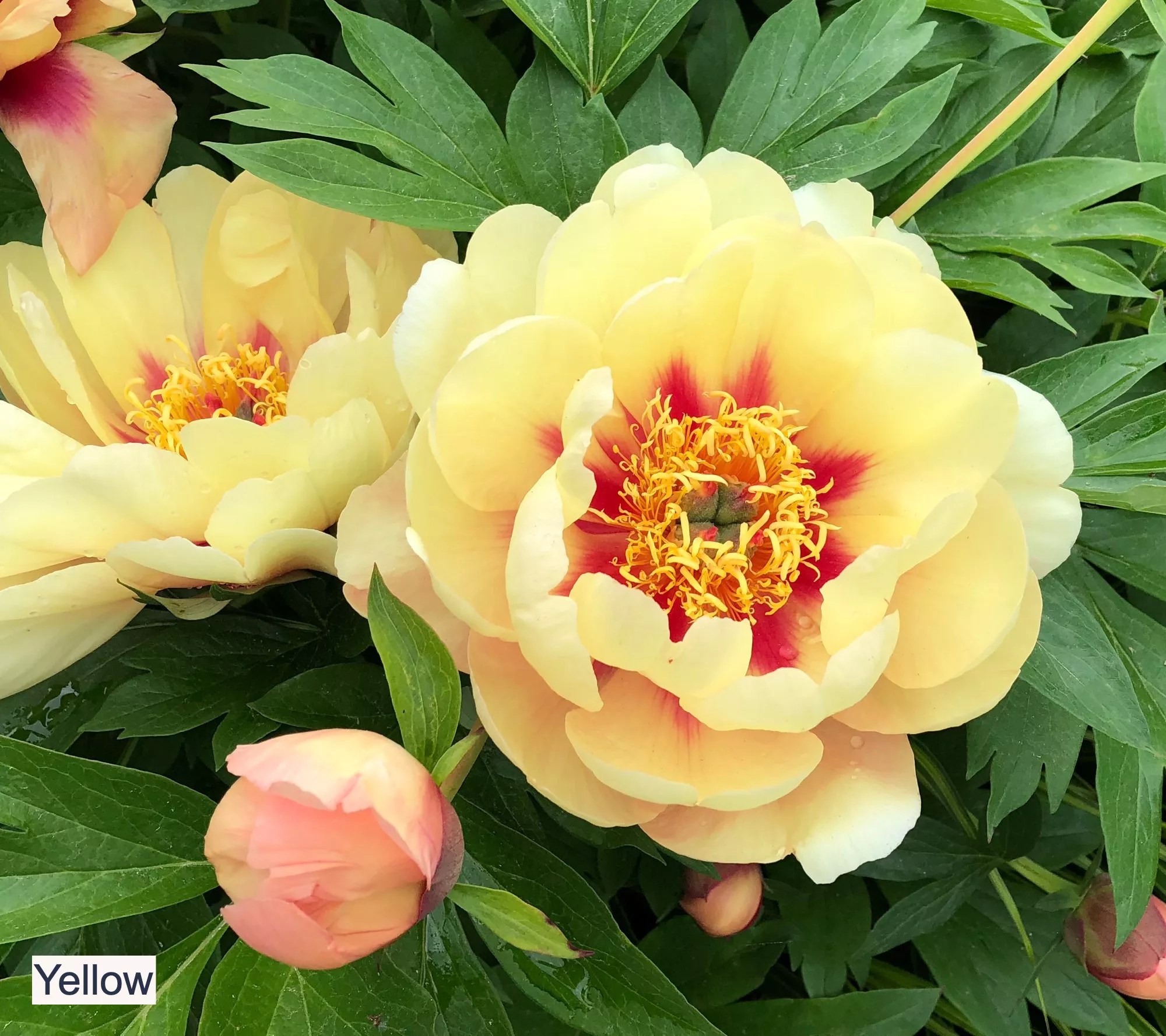 Roberta's 1Piece Itoh Hybrid Peony Live Plant
