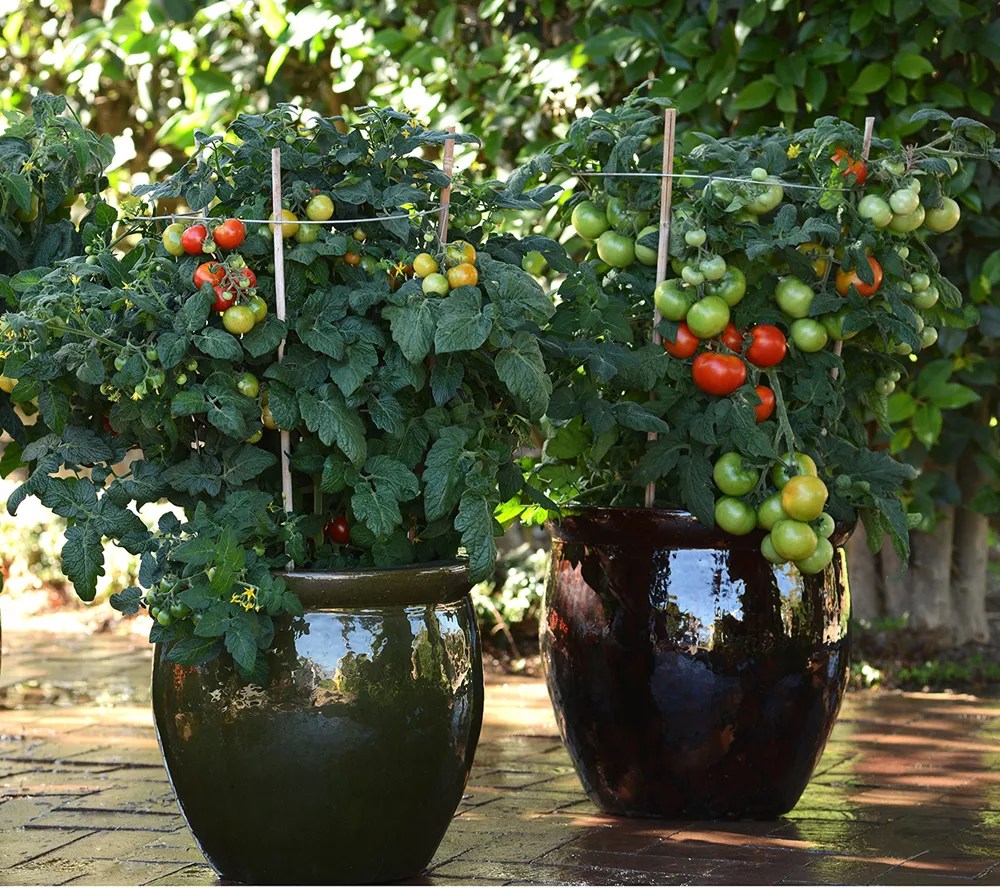 Roberta's 3Piece Tomato Lover's Variety Pack Live Plant AutoDelivery
