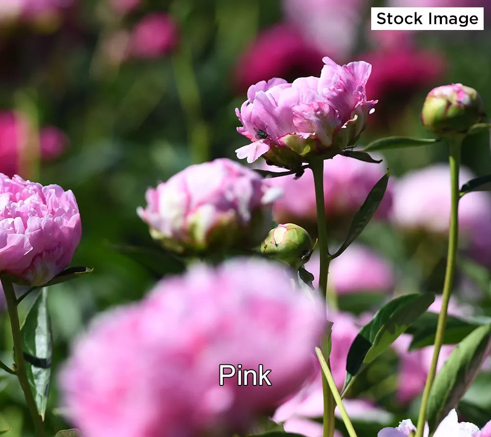 Ultimate Innovations 1piece Peony Paradise Bare Root Plant