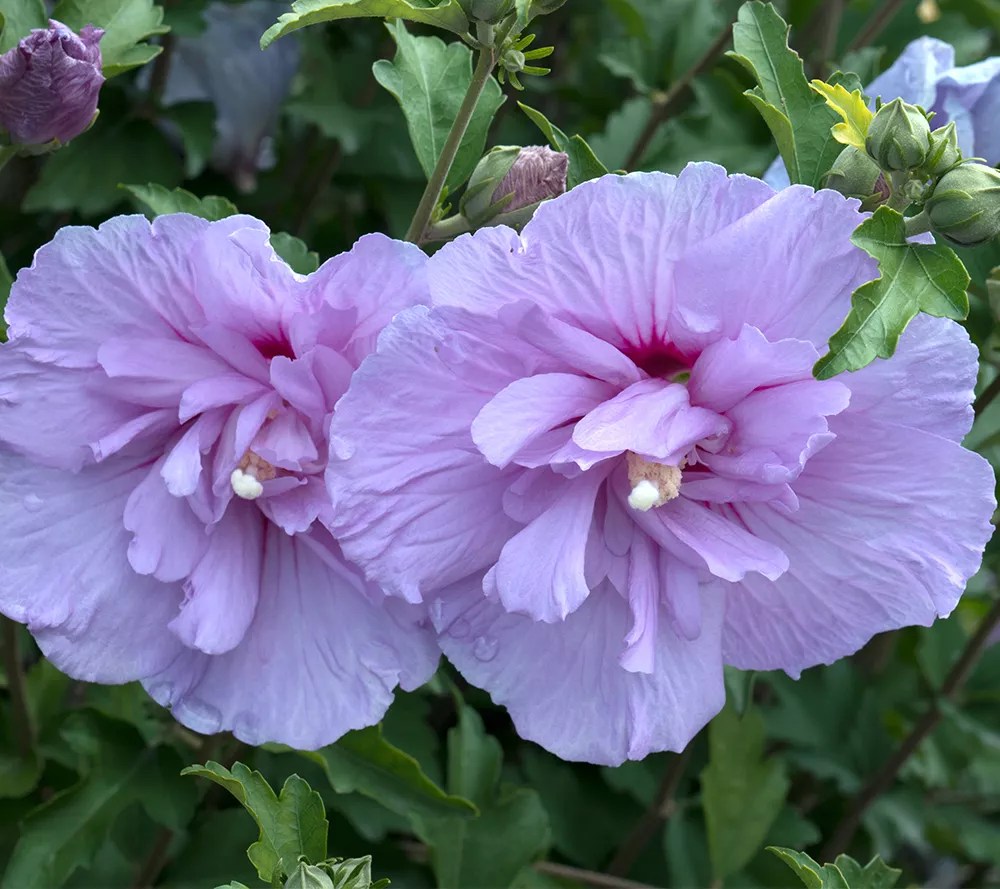 Phillip Watson Designs 1 pc Hibiscus Blue Chiffon Live Plant