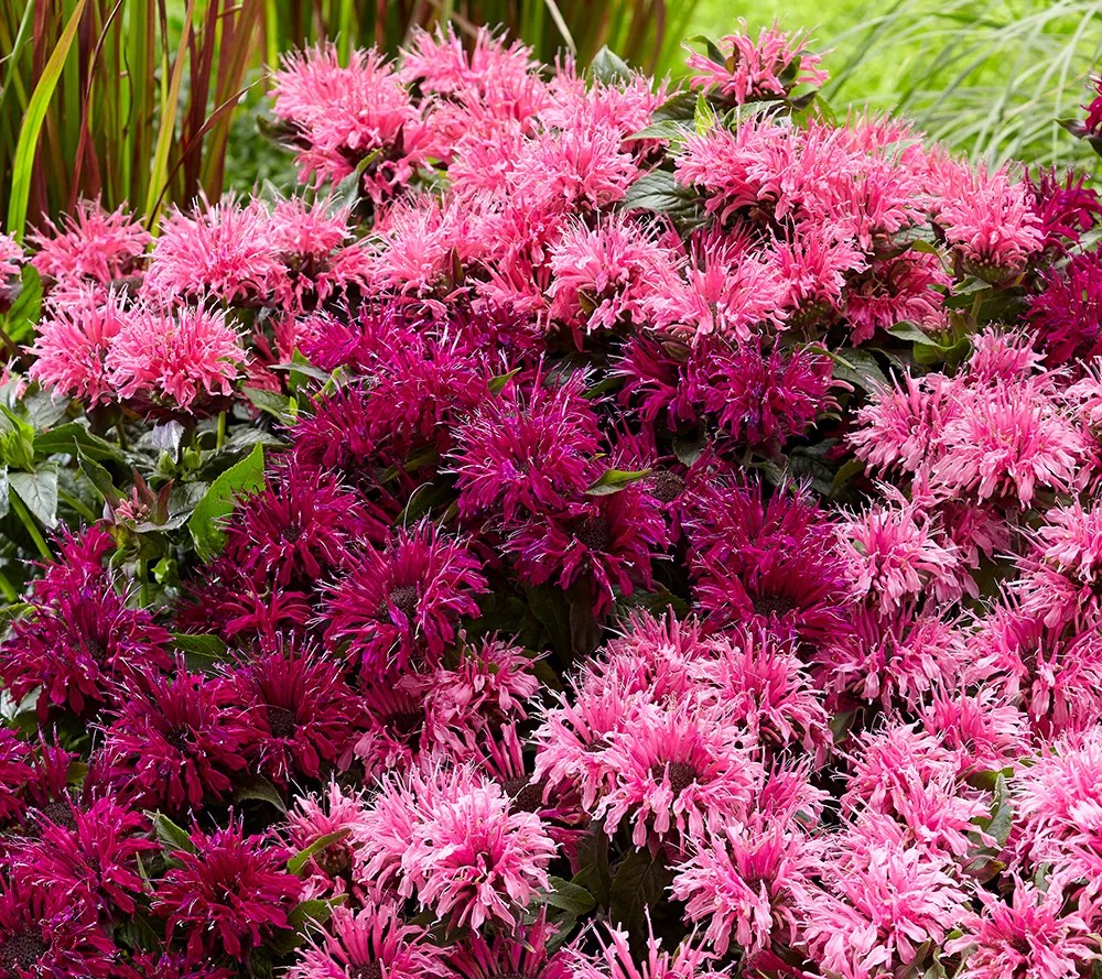 Roberta's 6Piece Monarda Balmy Beebalm Live Plants