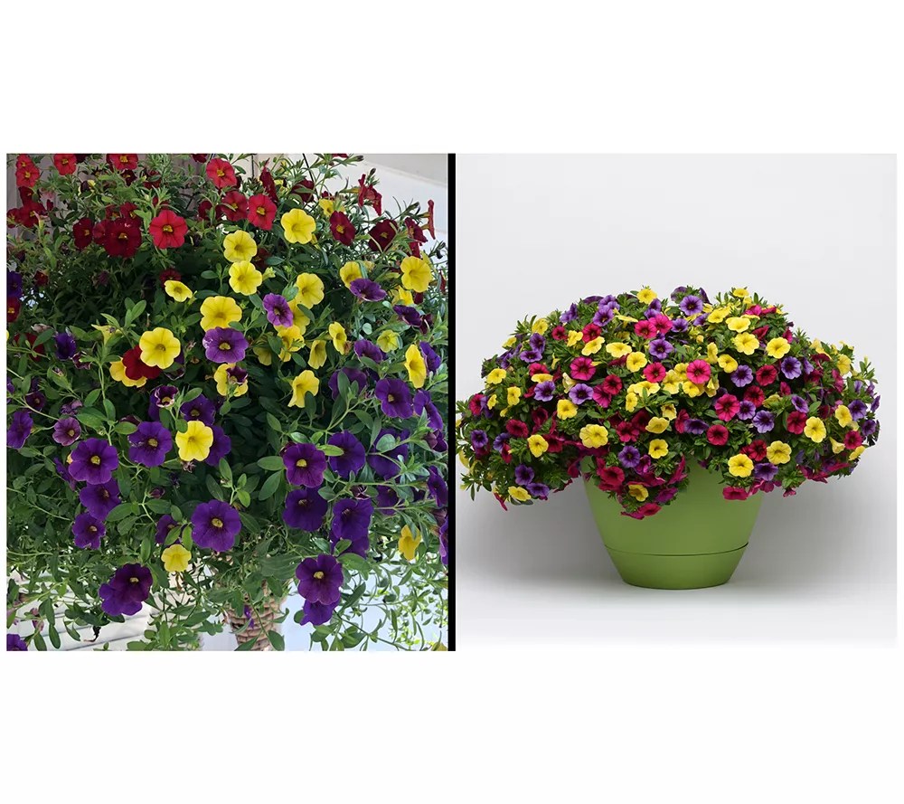 Roberta's 3pc Gold & Bold Calibrachoa w/ Hanging Basket AutoDelivery