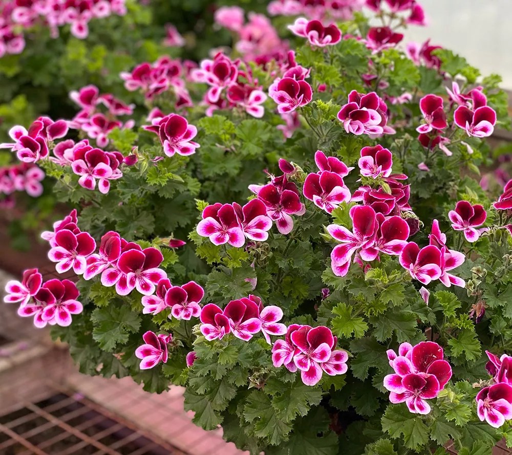 Roberta's 6Piece Citronella Geraniums Live Plants
