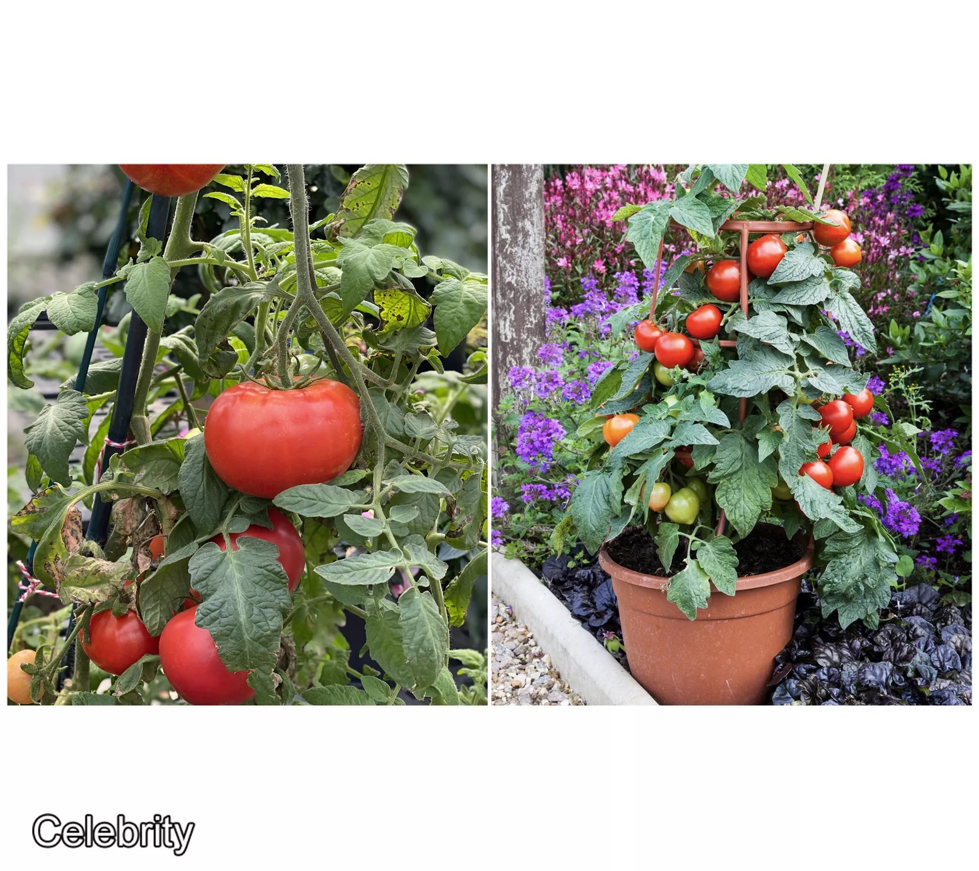Roberta's 6pc Tomato Lovers Variety Pack Live Plant