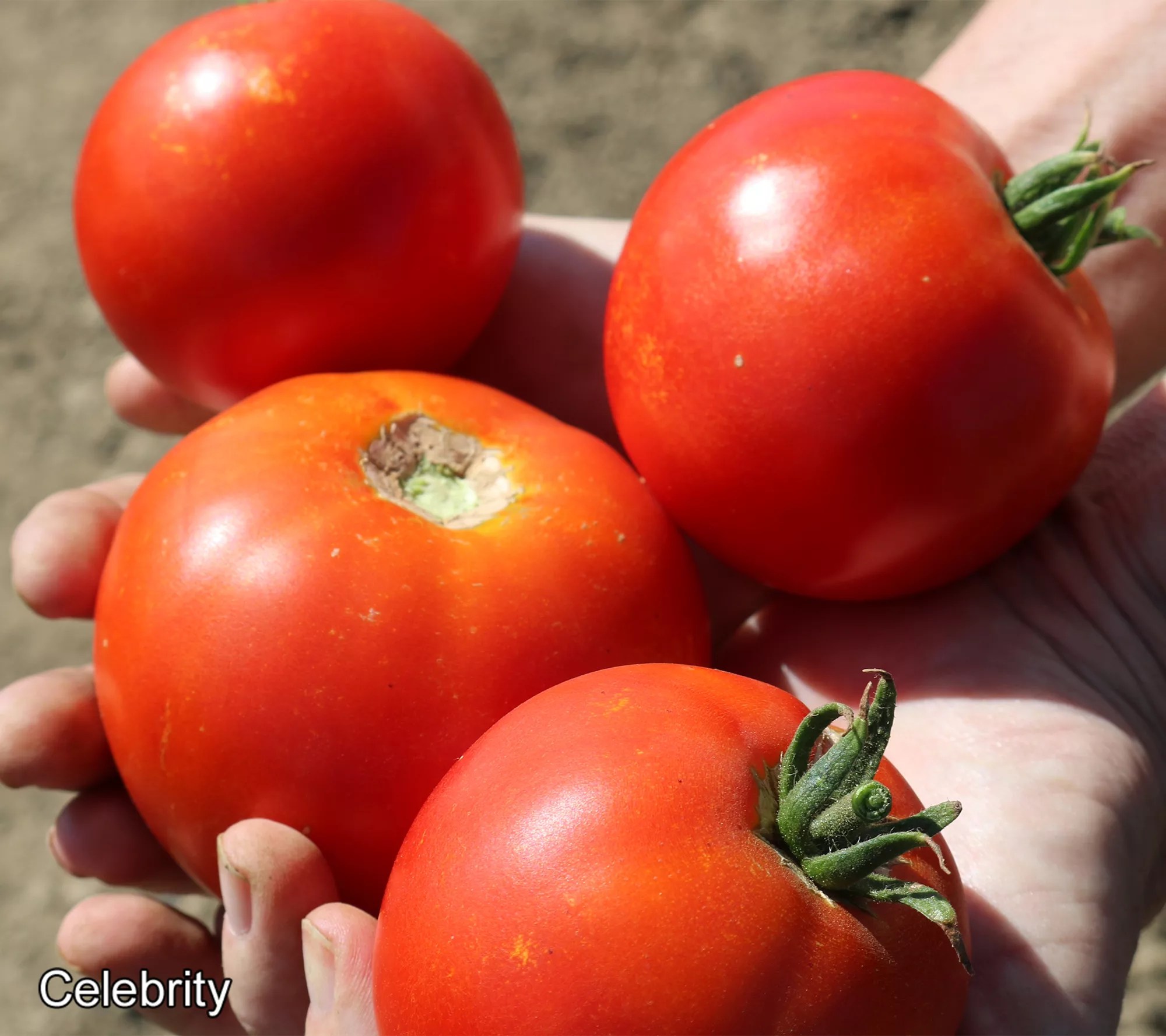 Roberta's 6pc Tomato Lovers Variety Pack Live Plant