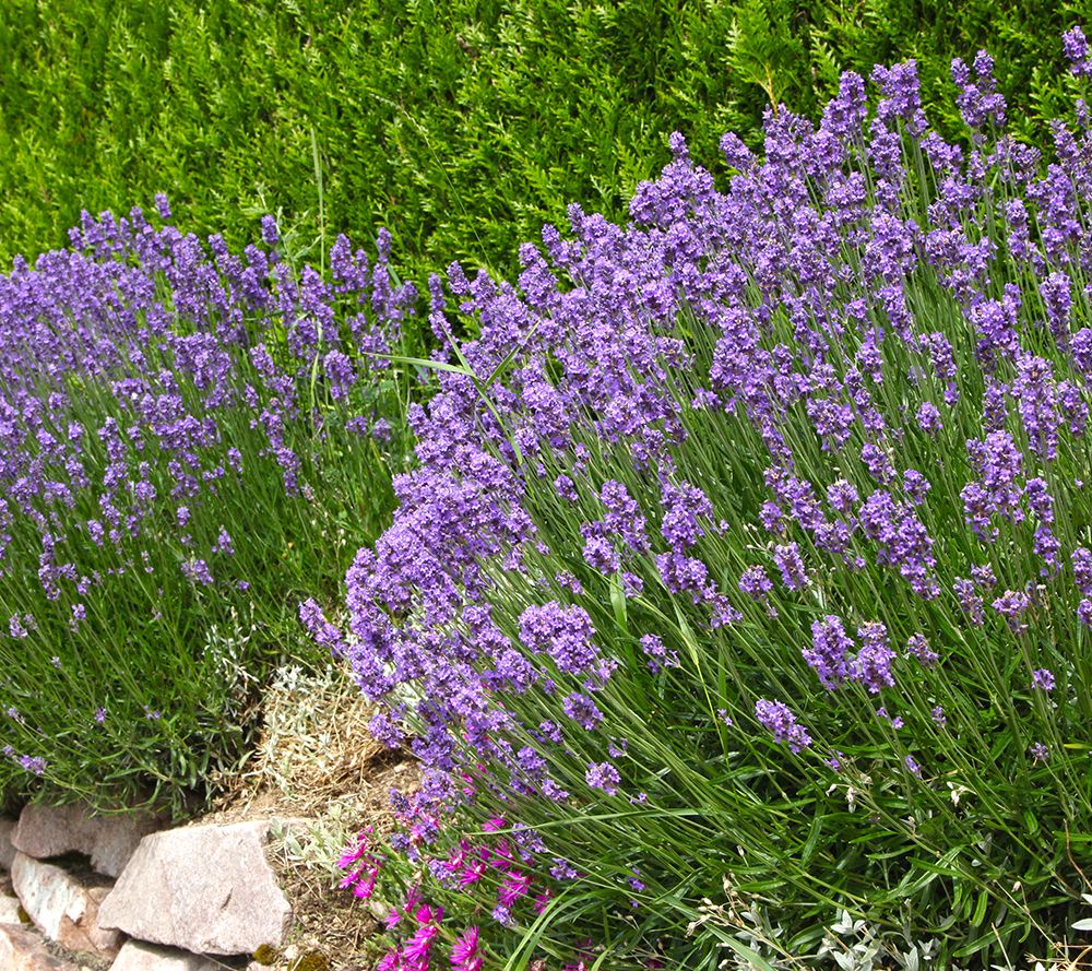 Roberta's 4piece Blue & White Lavender Plants