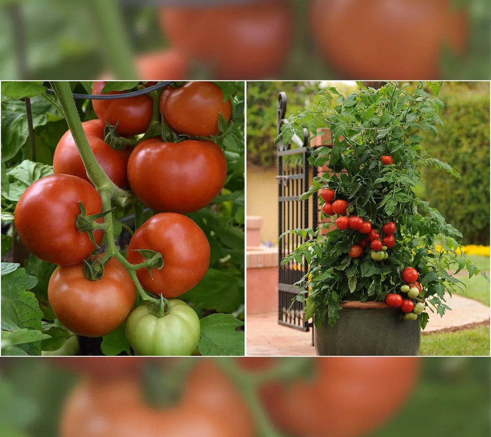 Roberta's 4pc Caprese Salad Tomato & Basil Garden Live Plants