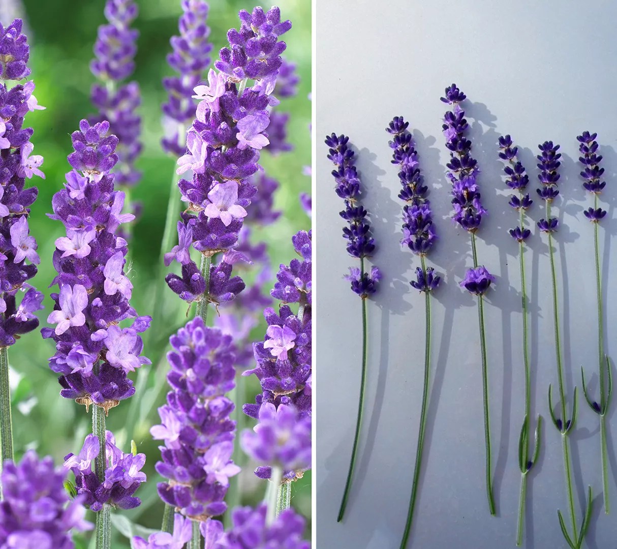 Roberta's 3piece Super Blue Lavender Collection