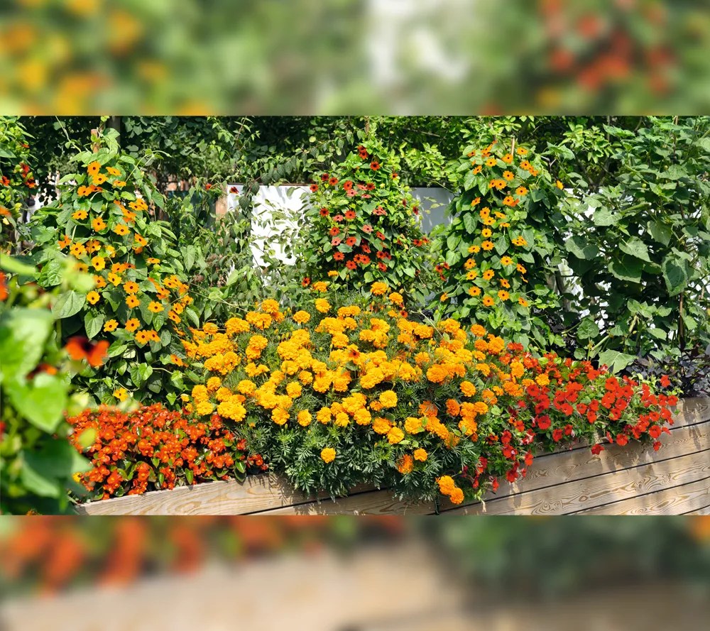 Roberta's 6pc Taishan Marigolds Live Plants