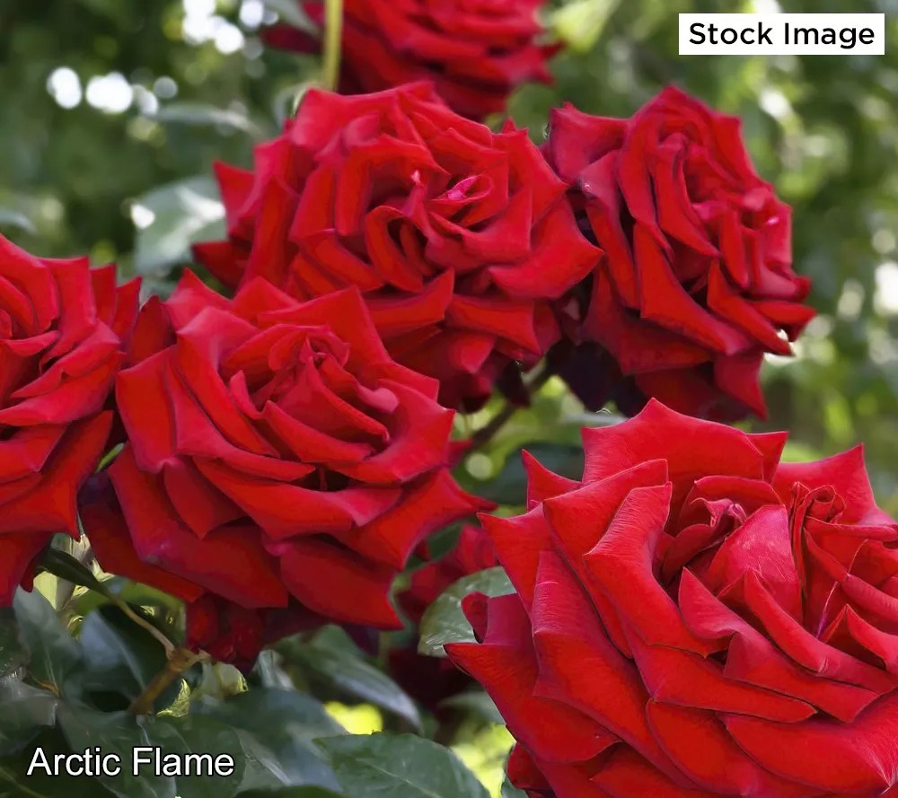 Cottage Farms SubZero Rose Bareroot Plant