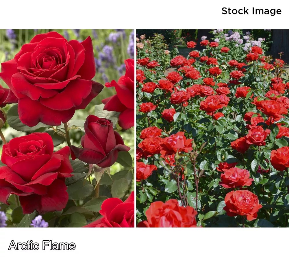 Cottage Farms SubZero Rose Bareroot Plant