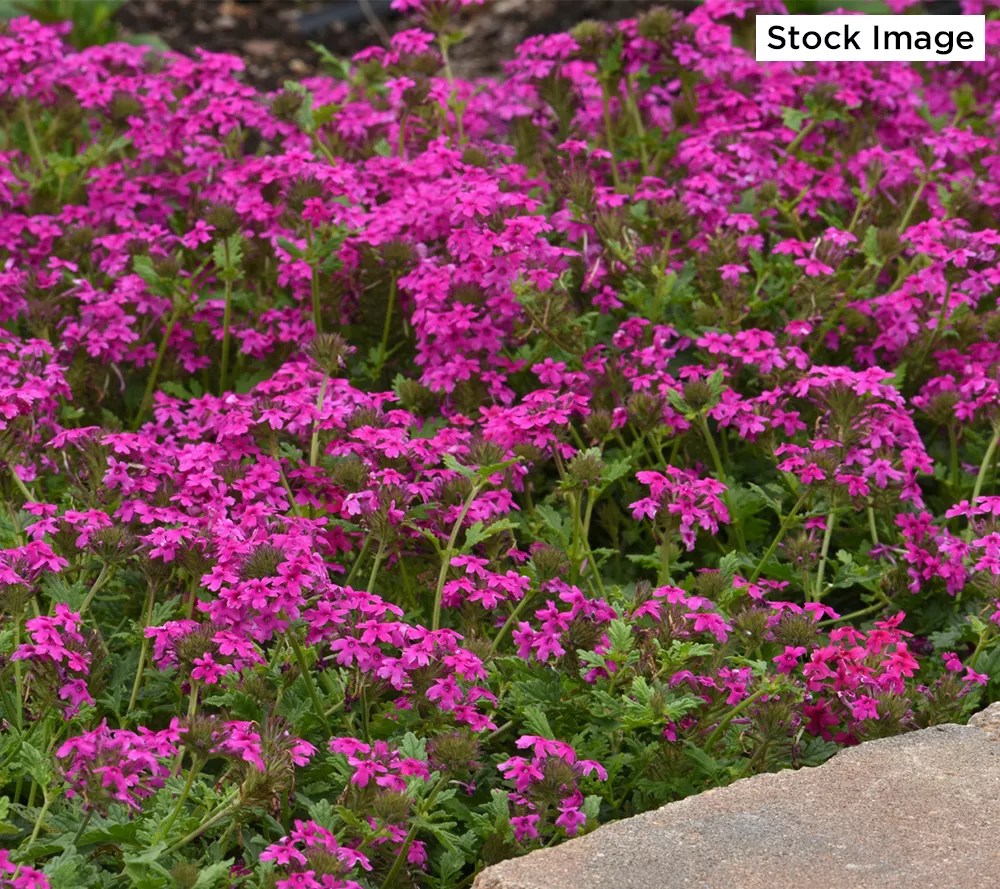 Cottage Farms 5Piece Homestead Hot Pink Verbena Live Plants