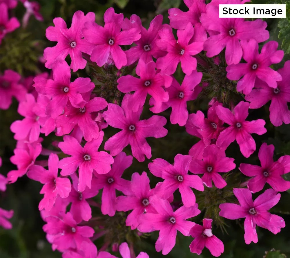 Cottage Farms 5Piece Homestead Hot Pink Verbena Live Plants
