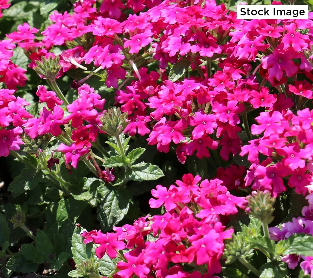 Cottage Farms 5Piece Homestead Hot Pink Verbena Live Plants