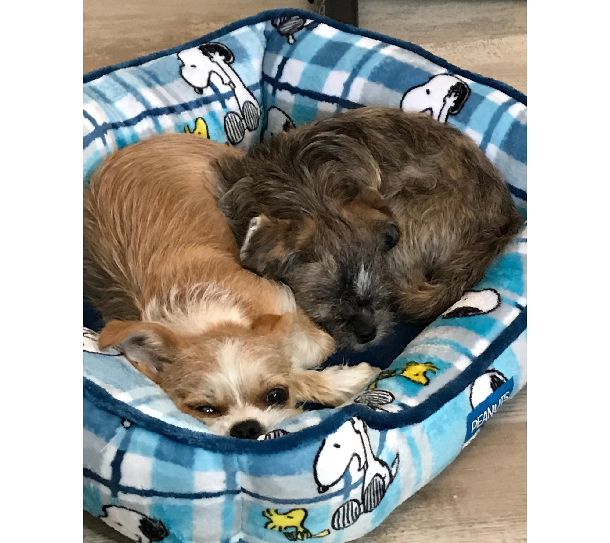 Berkshire Printed Peanuts Design Small Cuddler Pet Bed