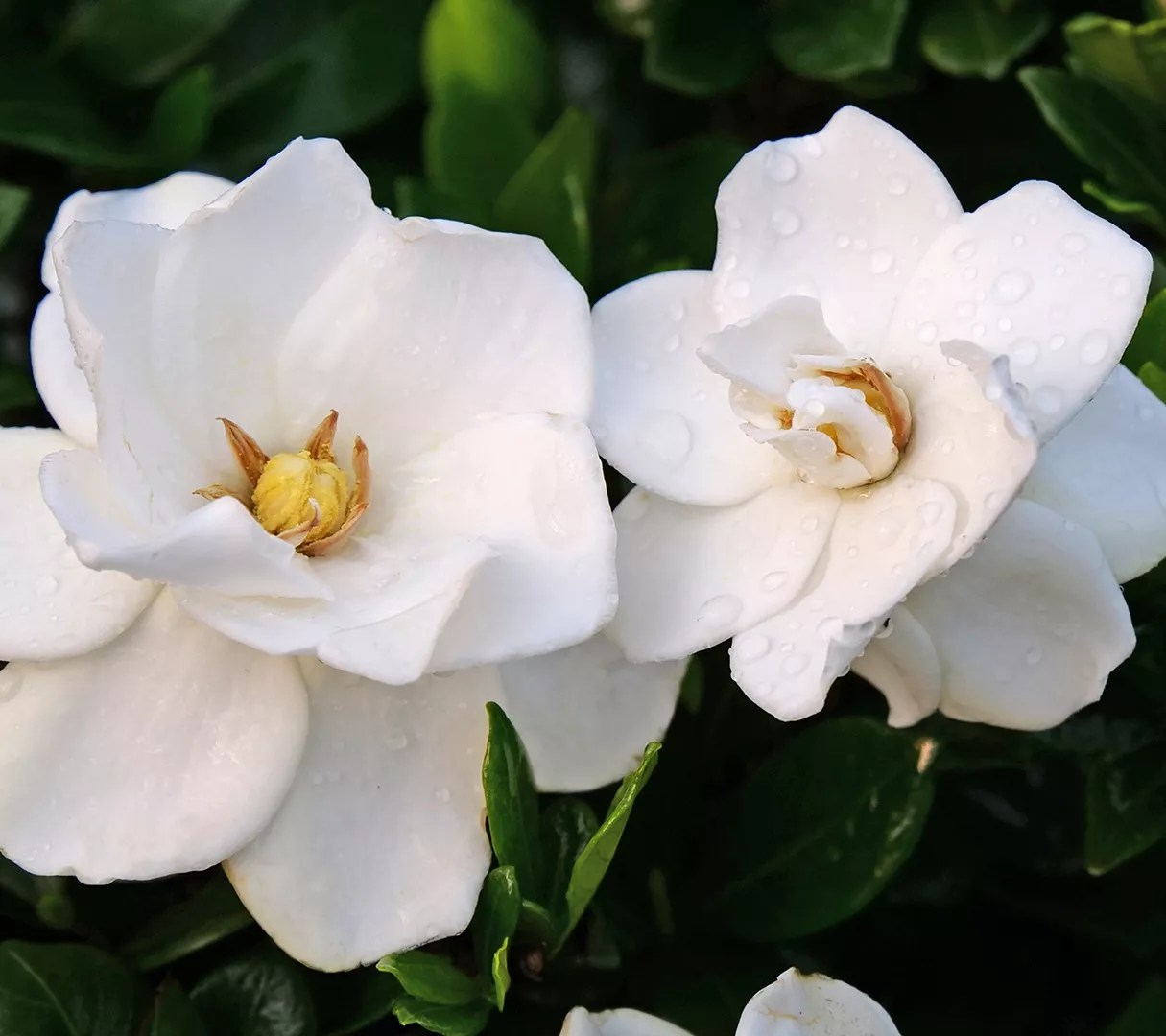 Roberta's 1pc Proven Winners Steady as She Goes Gardenia Plant