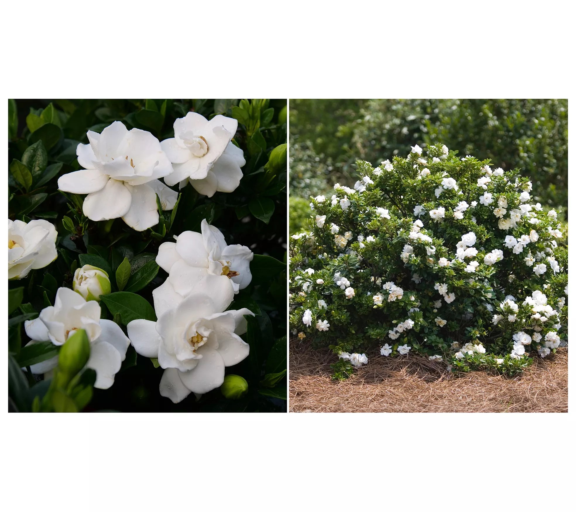 Roberta's 1pc Proven Winners Steady as She Goes Gardenia Plant