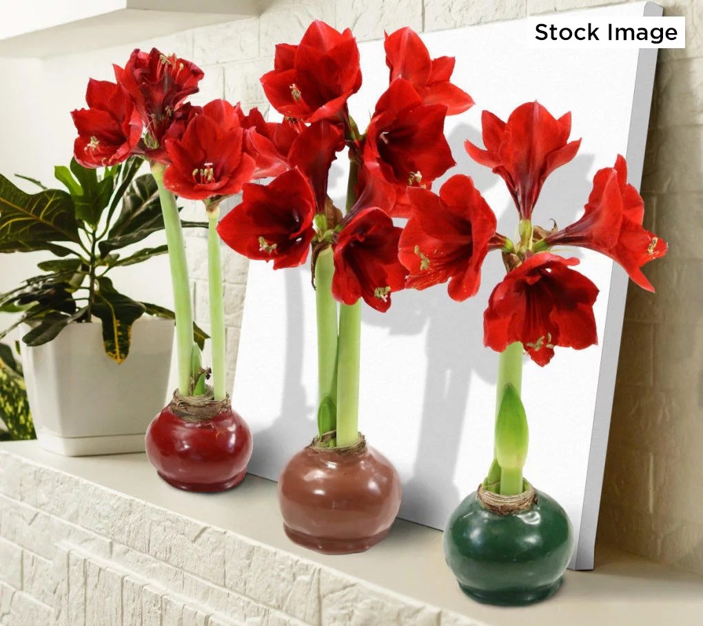 Cottage Farms WaxDipped Amaryllis Bulb Bulb