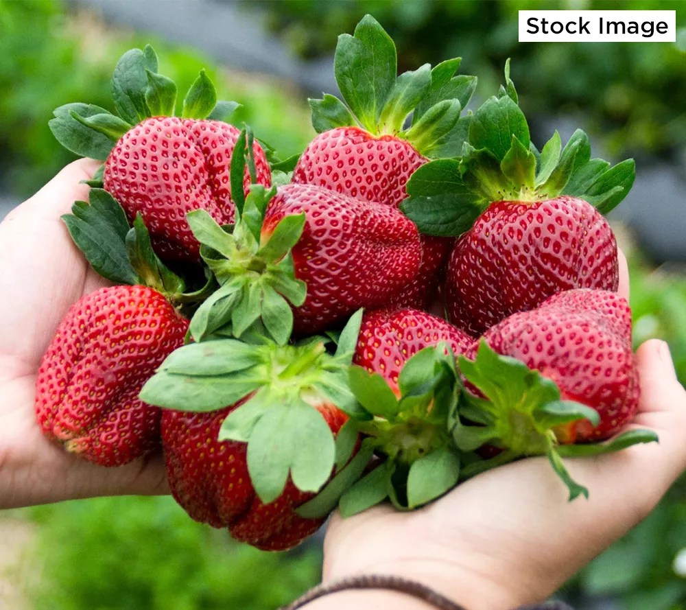 Cottage Farms 24Piece Eversweet Strawberries Live Plants