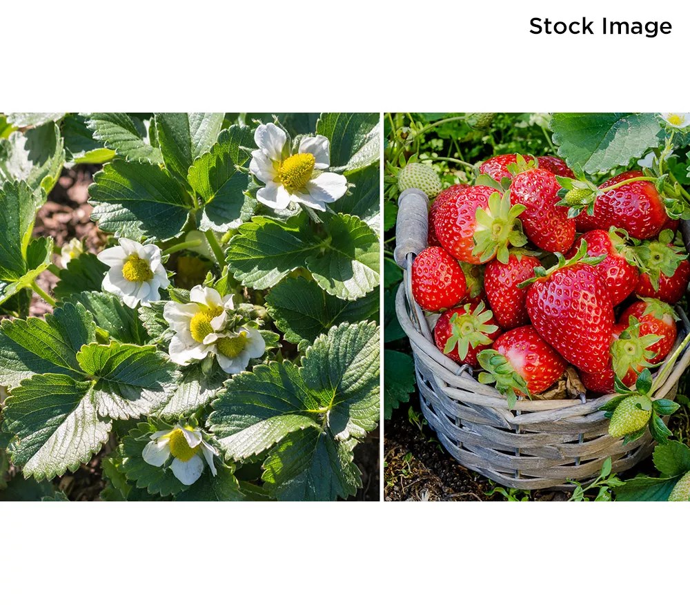 Cottage Farms 24Piece Eversweet Strawberries Live Plants