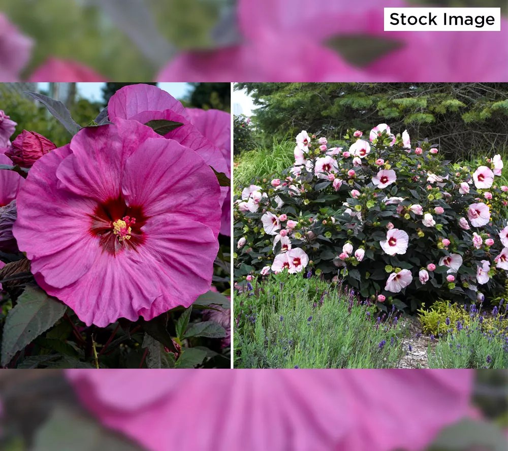 Cottage Farms 2Piece Ravishing Hardy Hibiscus Live Bareroot Plants