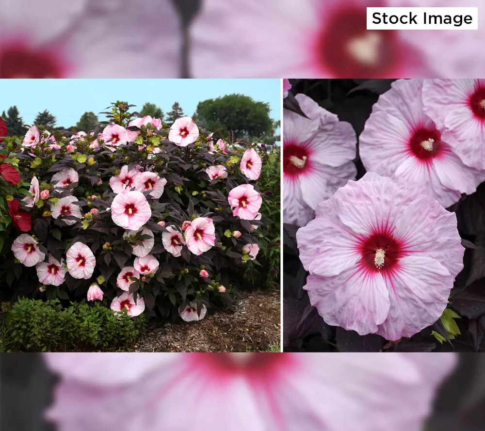 Cottage Farms 2Piece Ravishing Hardy Hibiscus Live Bareroot Plants