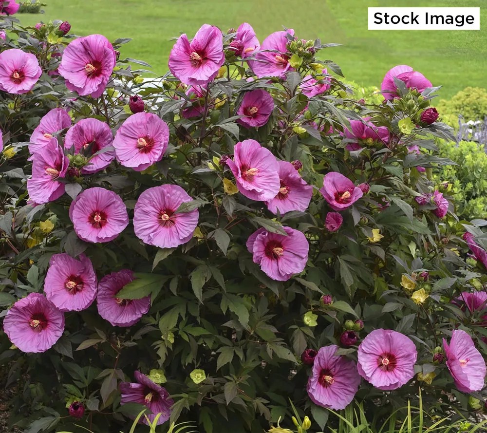 Cottage Farms 2Piece Ravishing Hardy Hibiscus Live Bareroot Plants