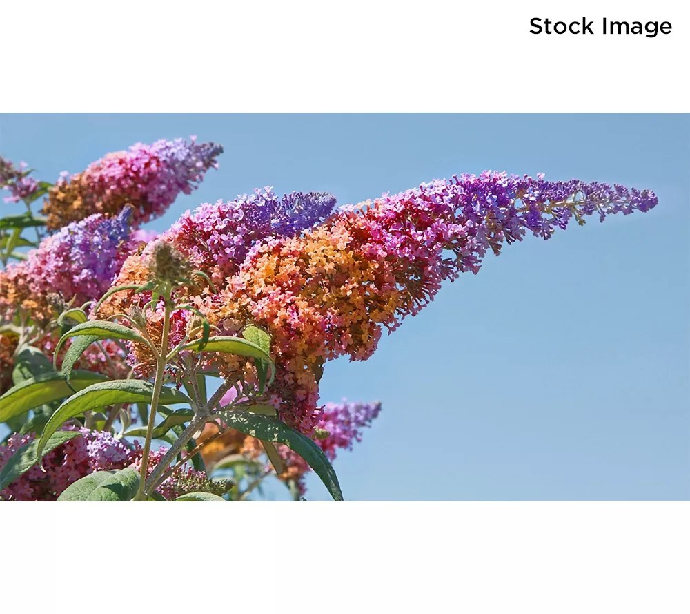 Cottage Farms 2Piece Butterfly Bush Rainbow Live Plants