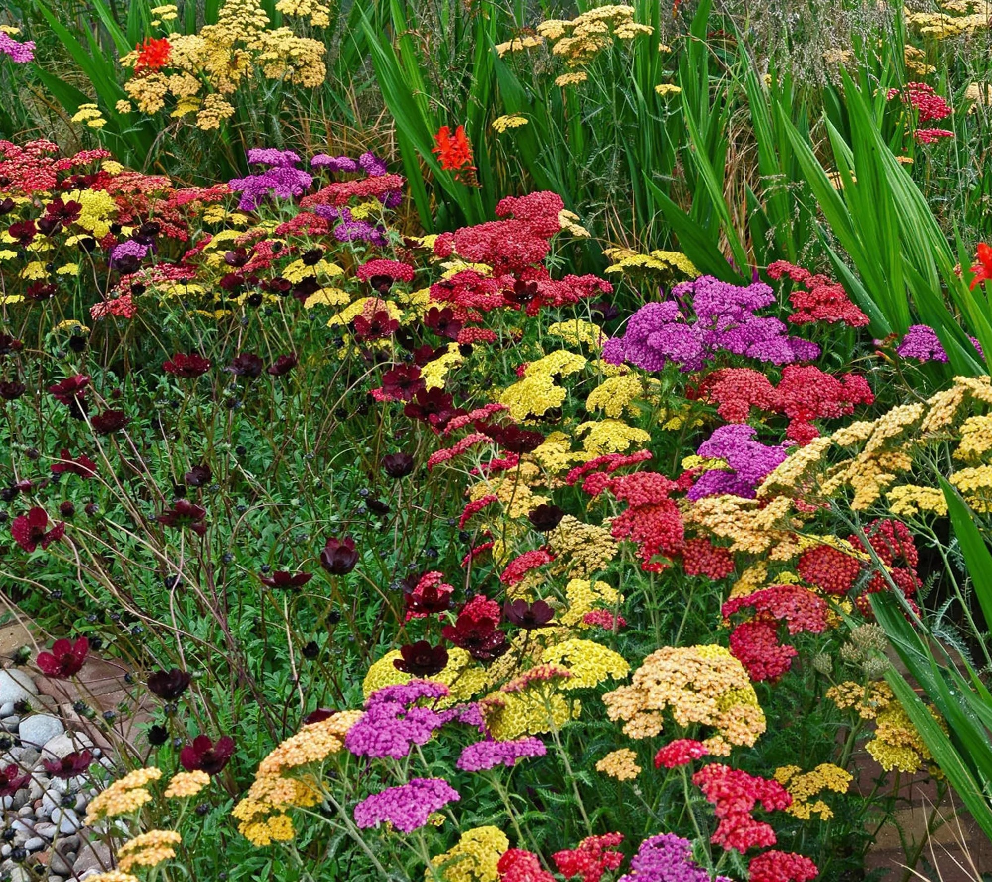 Cottage Farms 3Piece All Summer Blooming Yarrow Plants
