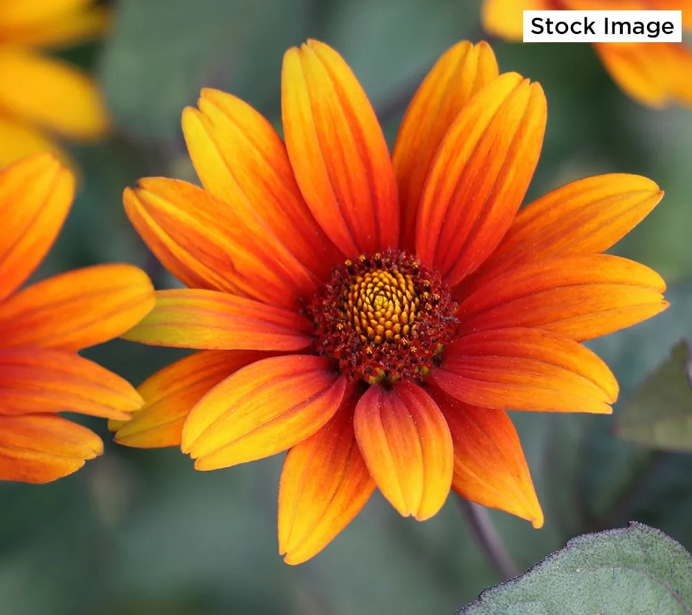 Cottage Farms 3Piece Burning Hearts Perennial Sunflower Plant