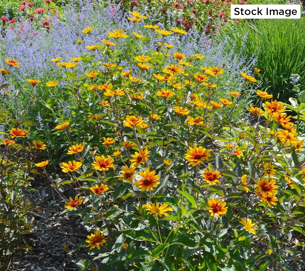 Cottage Farms 3Piece Burning Hearts Perennial Sunflower Plant