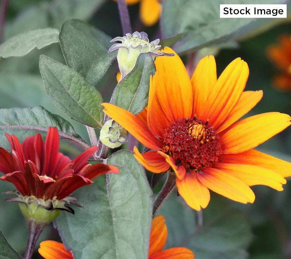 Cottage Farms 3Piece Burning Hearts Perennial Sunflower Plant