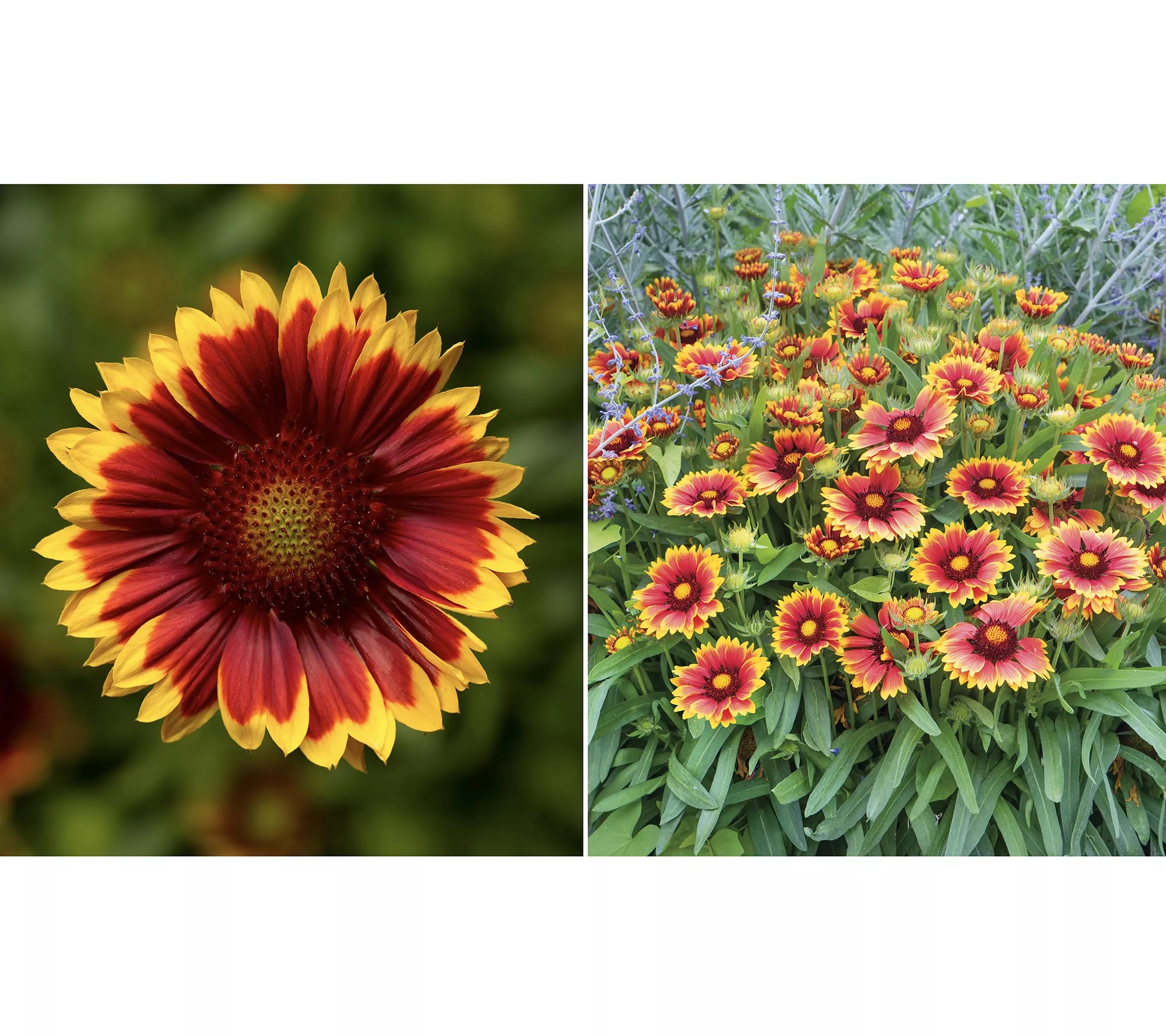 Girl Next Door 3Piece Arizona Series Blanket Flower Live Plants