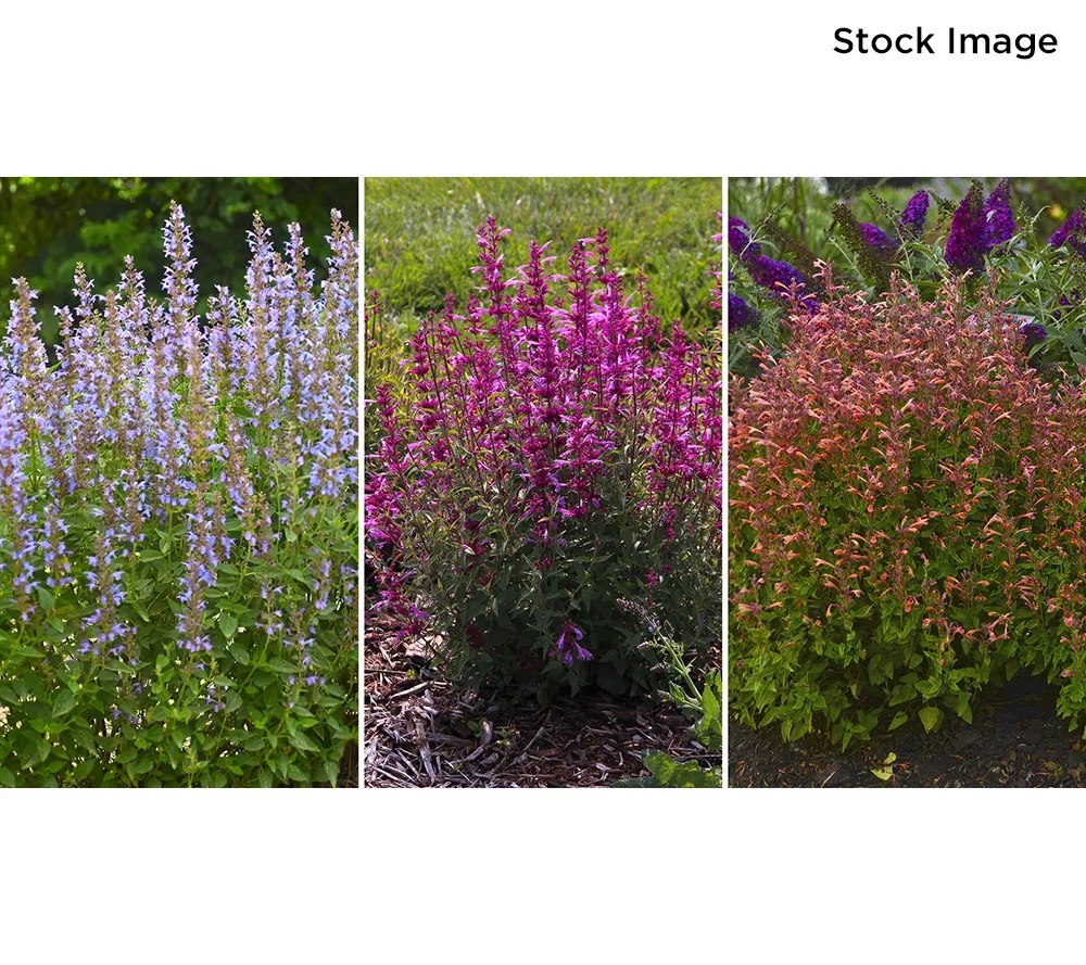 Cottage Farms 3pc Tricolor Hummingbird Mint Live Plants