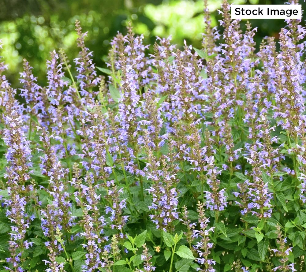 Cottage Farms 3pc Tricolor Hummingbird Mint Live Plants