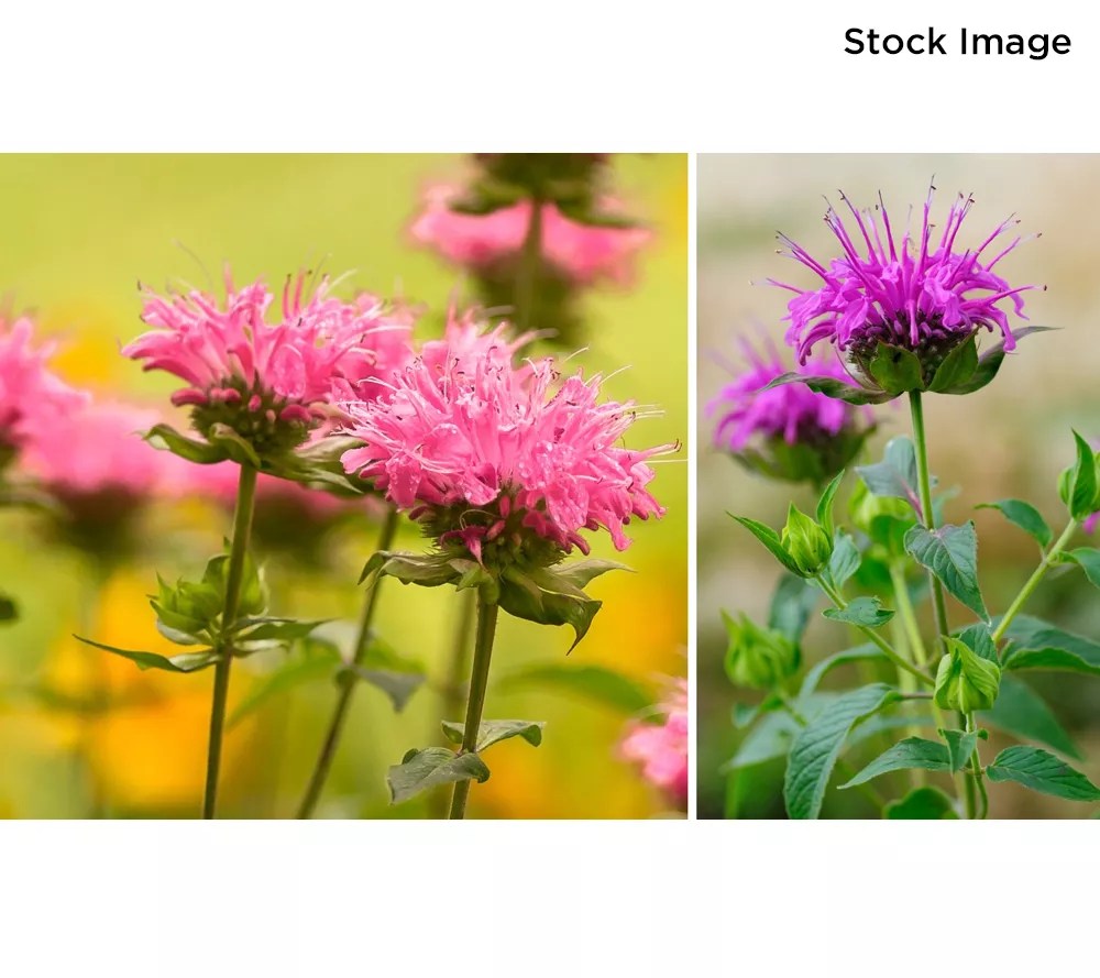 Cottage Farms 2piece 3in1 Balmy Bergamot Live Plants