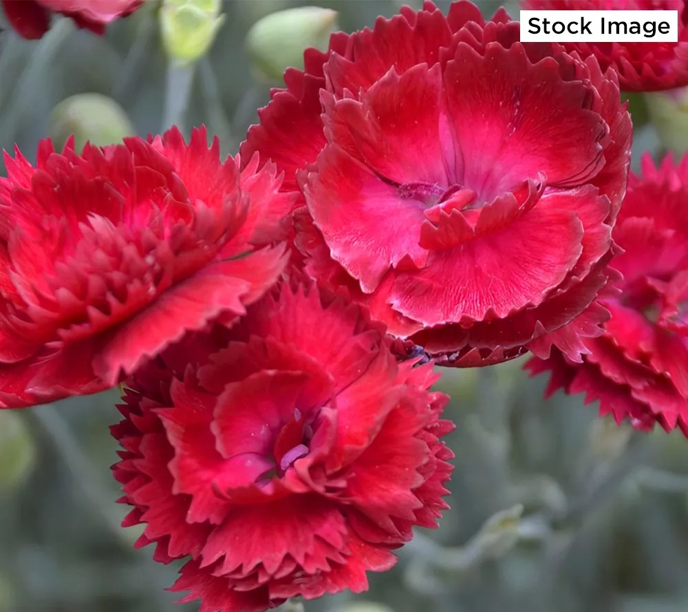 Cottage Farms 3Piece Red Fire Dianthus Live Plants
