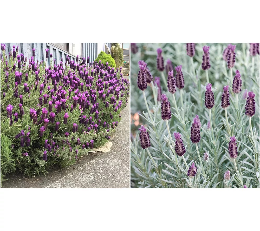 Girl Next Door 3pc Spanish Silver Anouk Lavender Live Plants