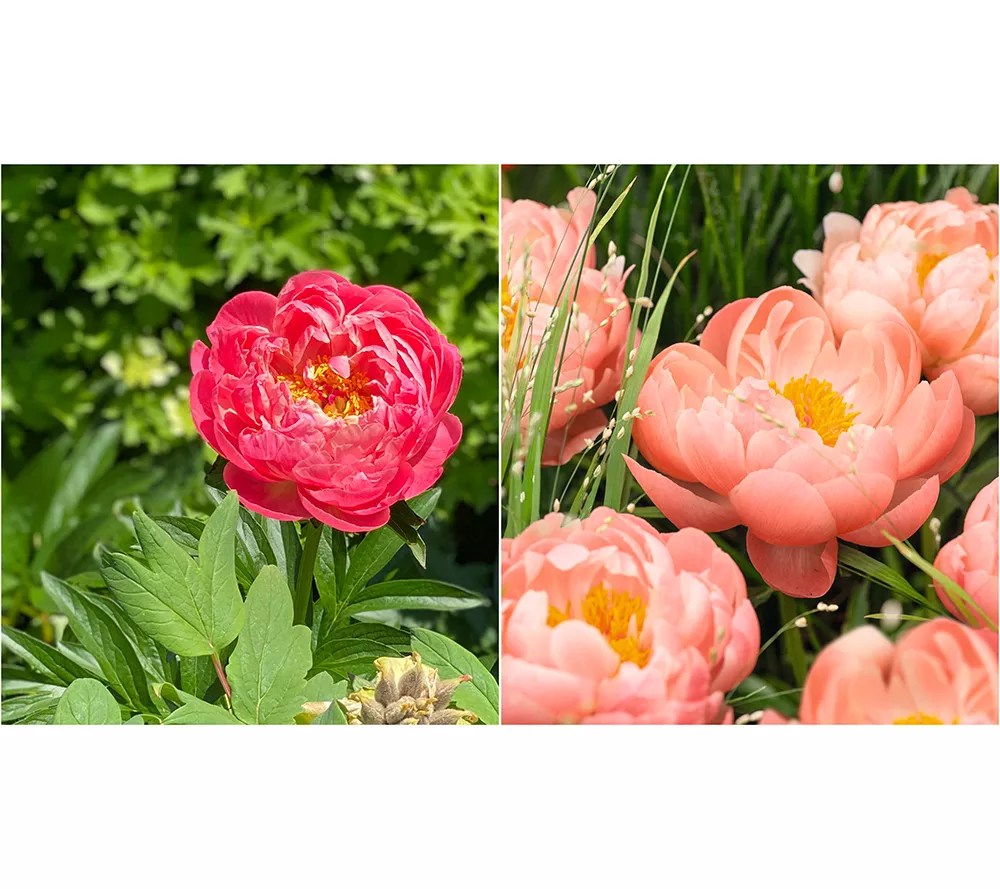 Girl Next Door 2Piece Coral Charm Peonies Bareroot Plants