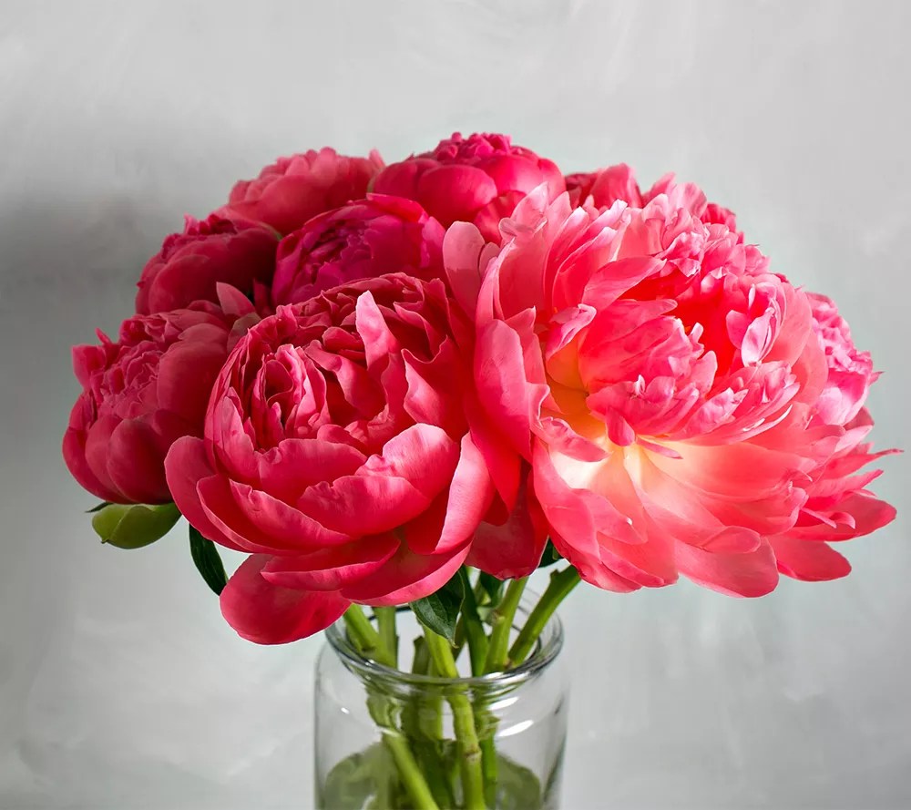 Girl Next Door 2Piece Coral Charm Peonies Bareroot Plants