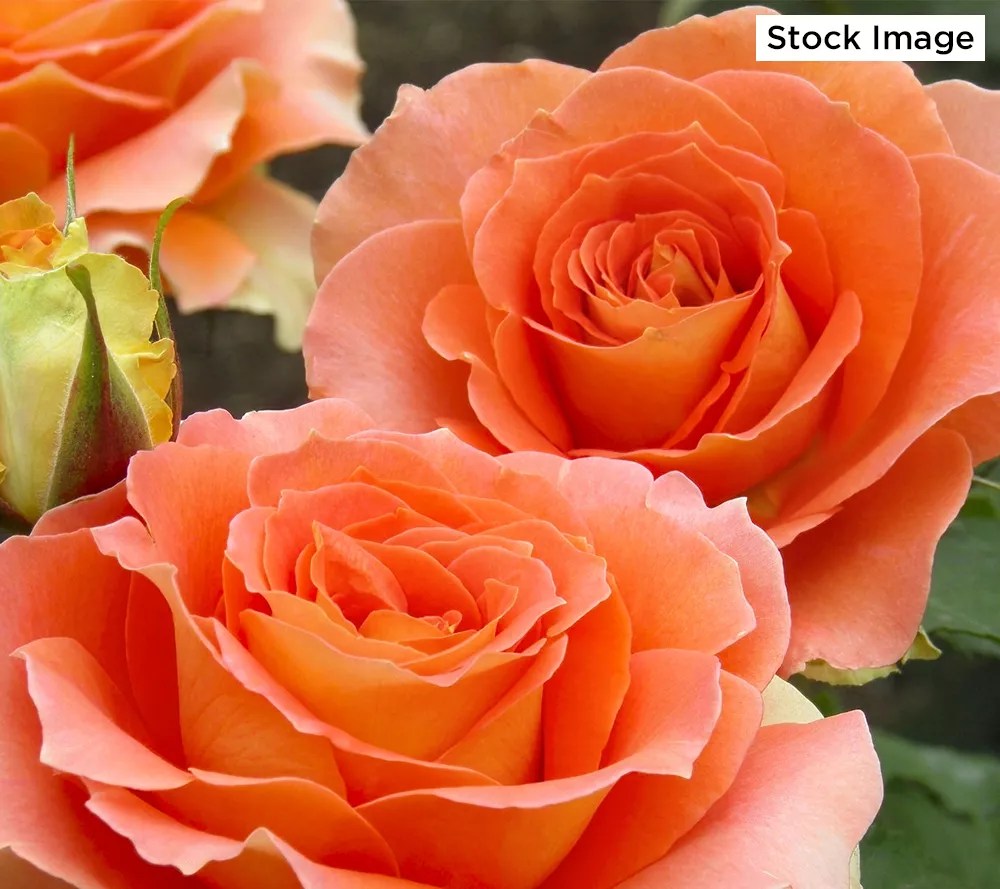 Cottage Farms 1Piece Maria Stern Rose Live Plant