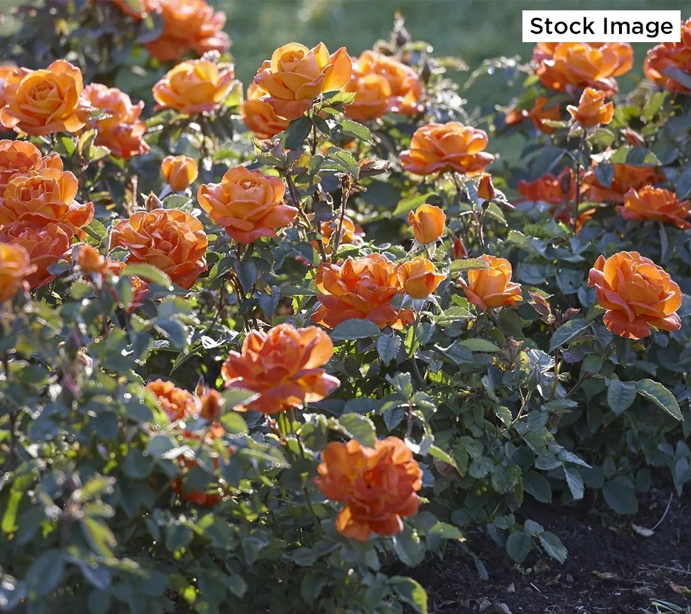 Cottage Farms 1Piece Maria Stern Rose Live Plant