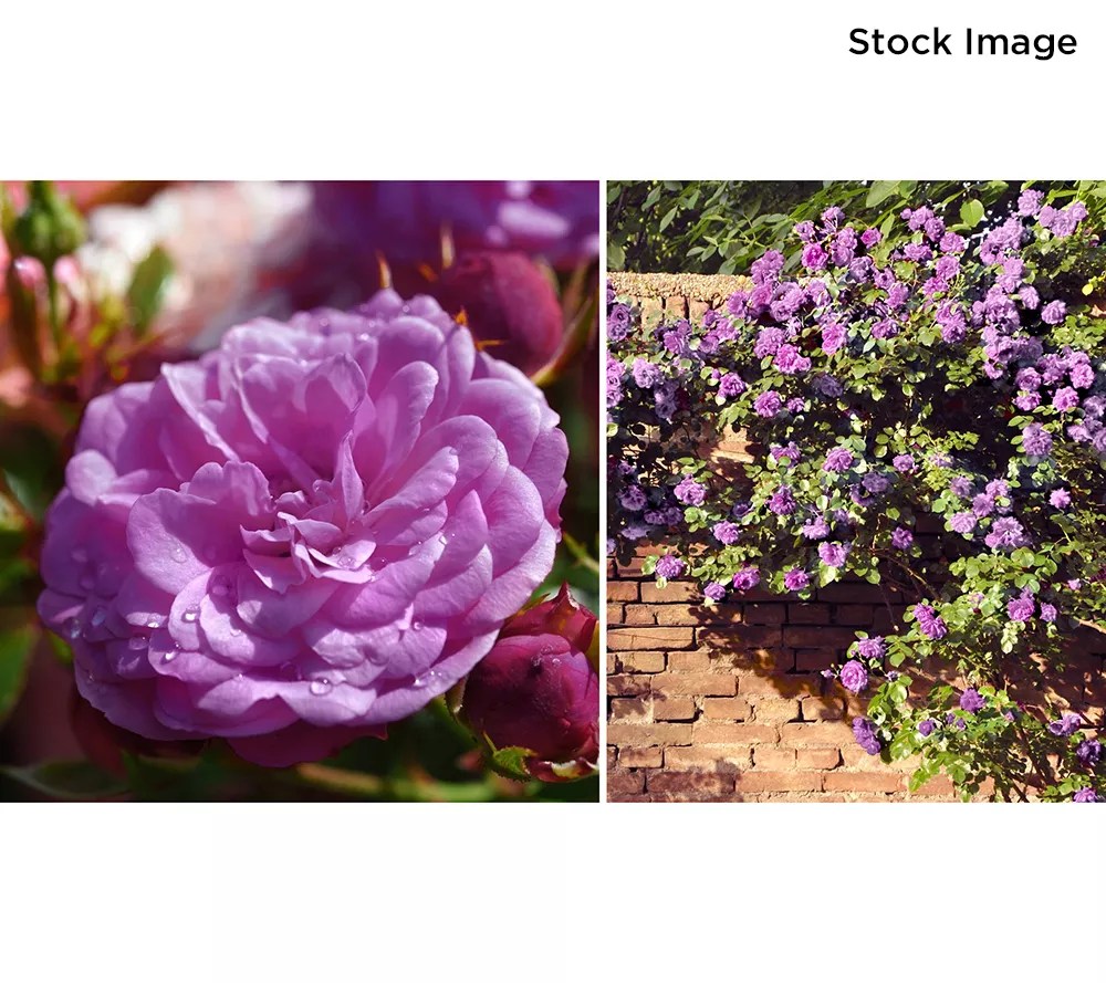 Cottage Farms 1Piece Climbing Angel Face Rose Live Plant