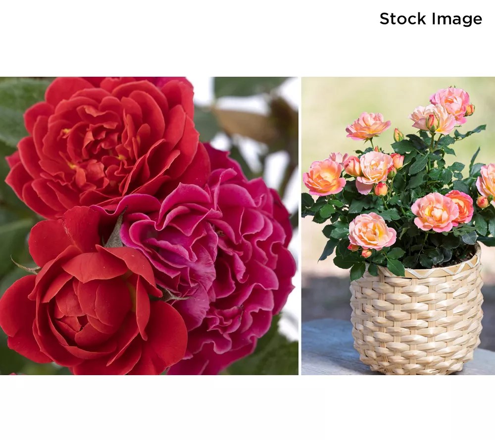 Cottage Farms 4pc The Bloom Maker Fruit Punch Mini Rose Plants