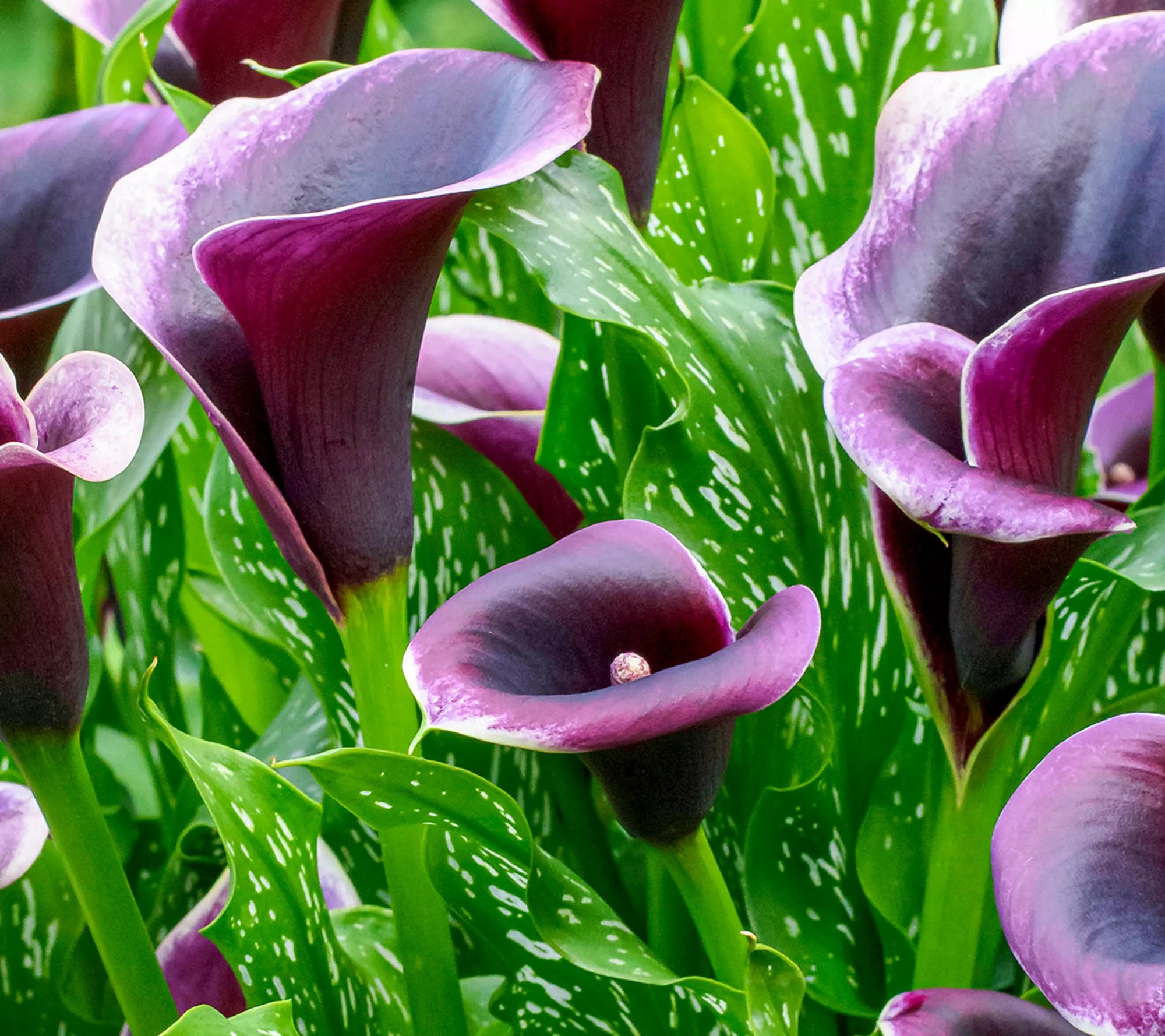 Lily S Kitchen Dubai Dandk Organizer