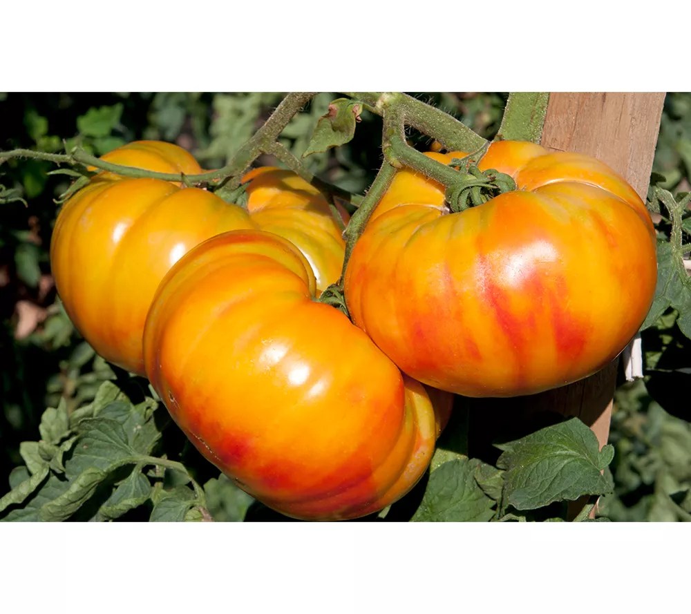 Phillip Watson Designs 3piece Heirloom Tomato Plants