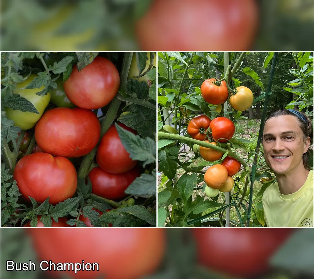 Roberta's 3Piece Tomato Lover's Variety Pack Live Plants