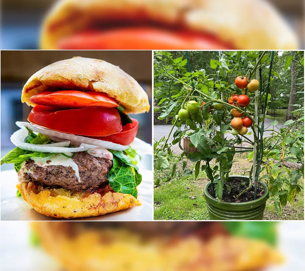 Roberta's 3Piece Tomato Lover's Variety Pack Live Plants